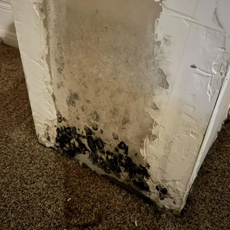 Professional Mold Removal in Huntsville, TX